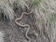 una vipera poco lontana dal sentiero