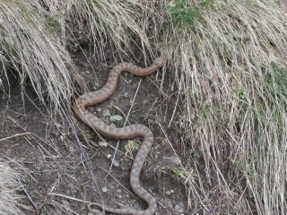 una vipera poco lontana dal sentiero