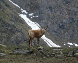 Uno dei tantissimi camosci