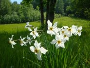Narcisi