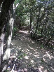 il bellissimo ombroso bosco