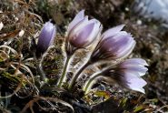 oggi sul percorso la pulsatilla in bocciolo