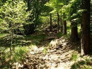 Uno dei pochi tratti nel bosco presso Rocca Fontanassa