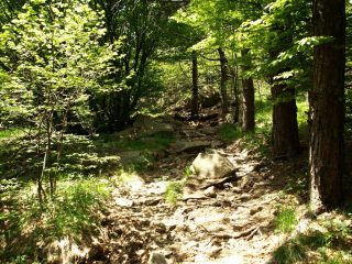 Uno dei pochi tratti nel bosco presso Rocca Fontanassa