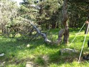 Albero spezzato da un fulmine o dal vento e ricresciuto