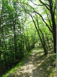 Lungo il bel sentiero nel bosco