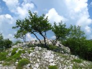 Sul pietroso Ravinet