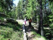 in salita sul sentiero n.1A nella bellissima abetaia...