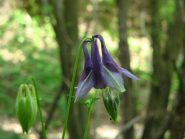Aquilegia