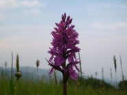 Orchidea