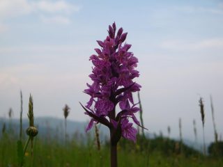 Orchidea