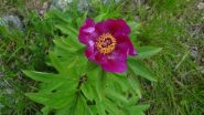 Peonia in piena fioritura