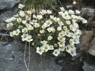 primavera