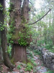 in discesa verso caprie