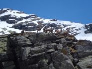 Stambecchi presso Daviso