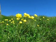 Un mare di fiori di ogni colore