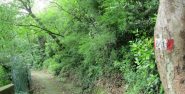 Bosco sopra l'abitato di Pegli