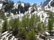 Larici