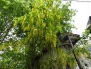 l'Amburn o Maggio Ciondolo