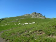Le mucche al Passo della Mezzaluna