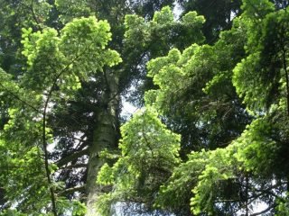 abeti presso il gias degli arpi