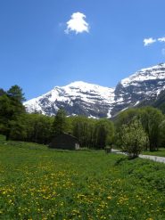 fiori gialli con casa