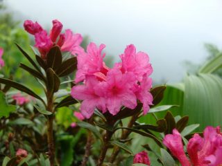 Rododendro