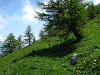 La bella mulattiera dopo il colle, ma poi è completamente invasa dagli alberi