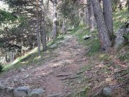 la prima parte del sentiero nel bosco