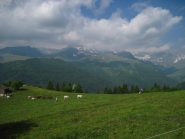 Le mucche arrivano 