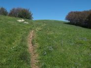 quasi in punta al roncalla