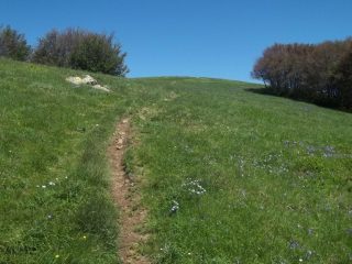 quasi in punta al roncalla