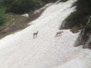 fauna