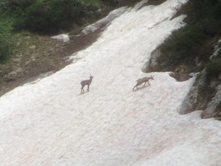 fauna