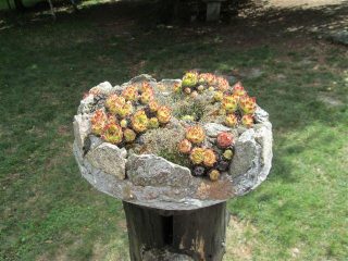 Fiori