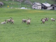 06 - stambecchi al pascolo a Pont Valsavarenche