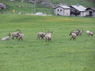 06 - stambecchi al pascolo a Pont Valsavarenche