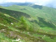 I rododendri non son ancora fioriti