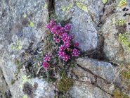 Fiori sulla roccia