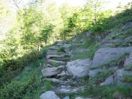 prima parte del sentiero nel bosco