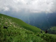 transumanza
