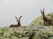 Probabilmente si stanno chiedendo cosa stanno facendo quei due umani in mezzo alla loro erba