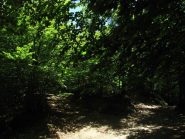 Nel bel bosco di Faggi 