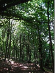 I faggi altissimi sul versante nord della Rocca