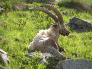 Stambecco in siesta all'Alpe Pertica