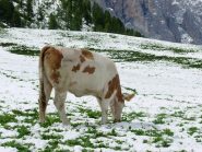 ecco come si fa il vero gelato artigianale