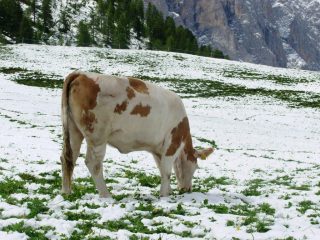 ecco come si fa il vero gelato artigianale
