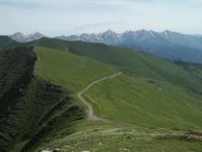 tanarello