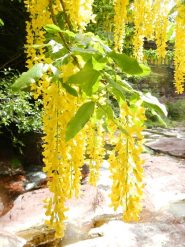 il lambourn ( fiore di giugnociondolo!)