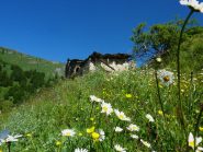 non mancavano i fiori